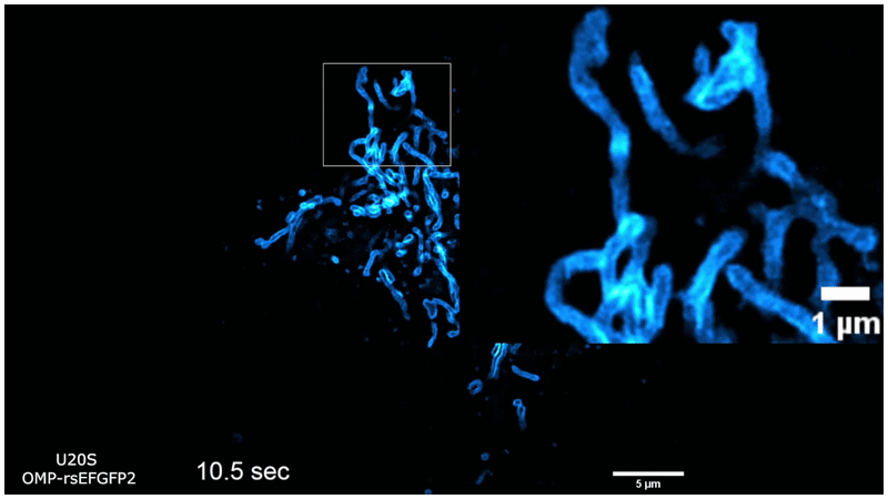 Animated RESOLFT time-lapse imaging result