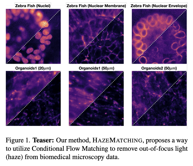 HazeMatching: Conditional Flow Matching for microscopy dehazing